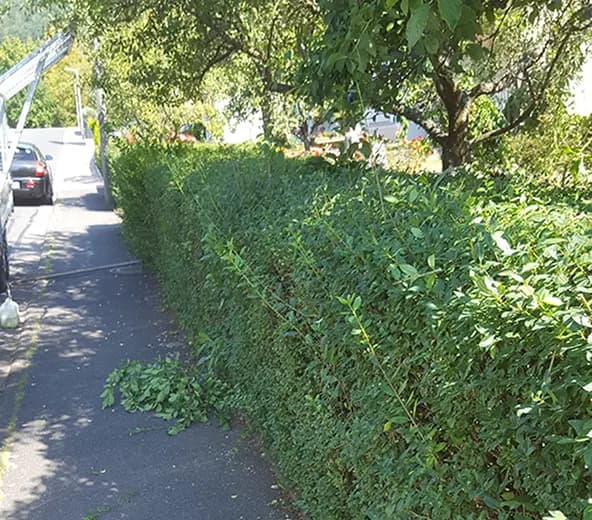 Hecken und Sträucher schneiden