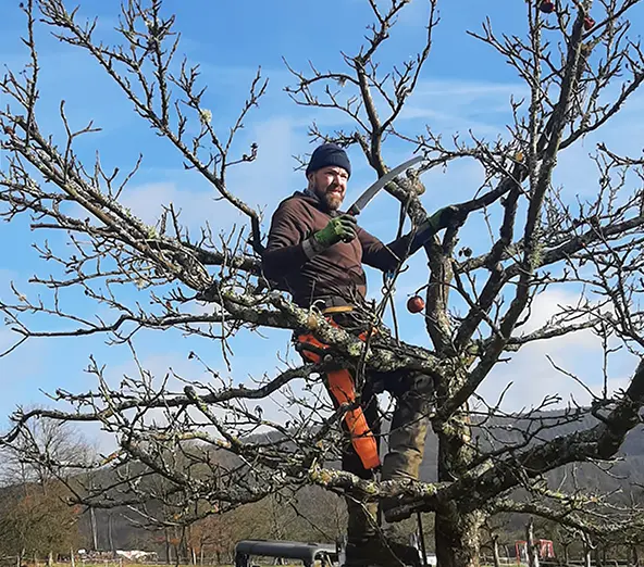 Obstbaumpflege